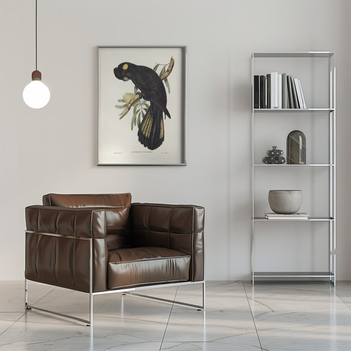 Fine Art Print, Funereal Cockatoo