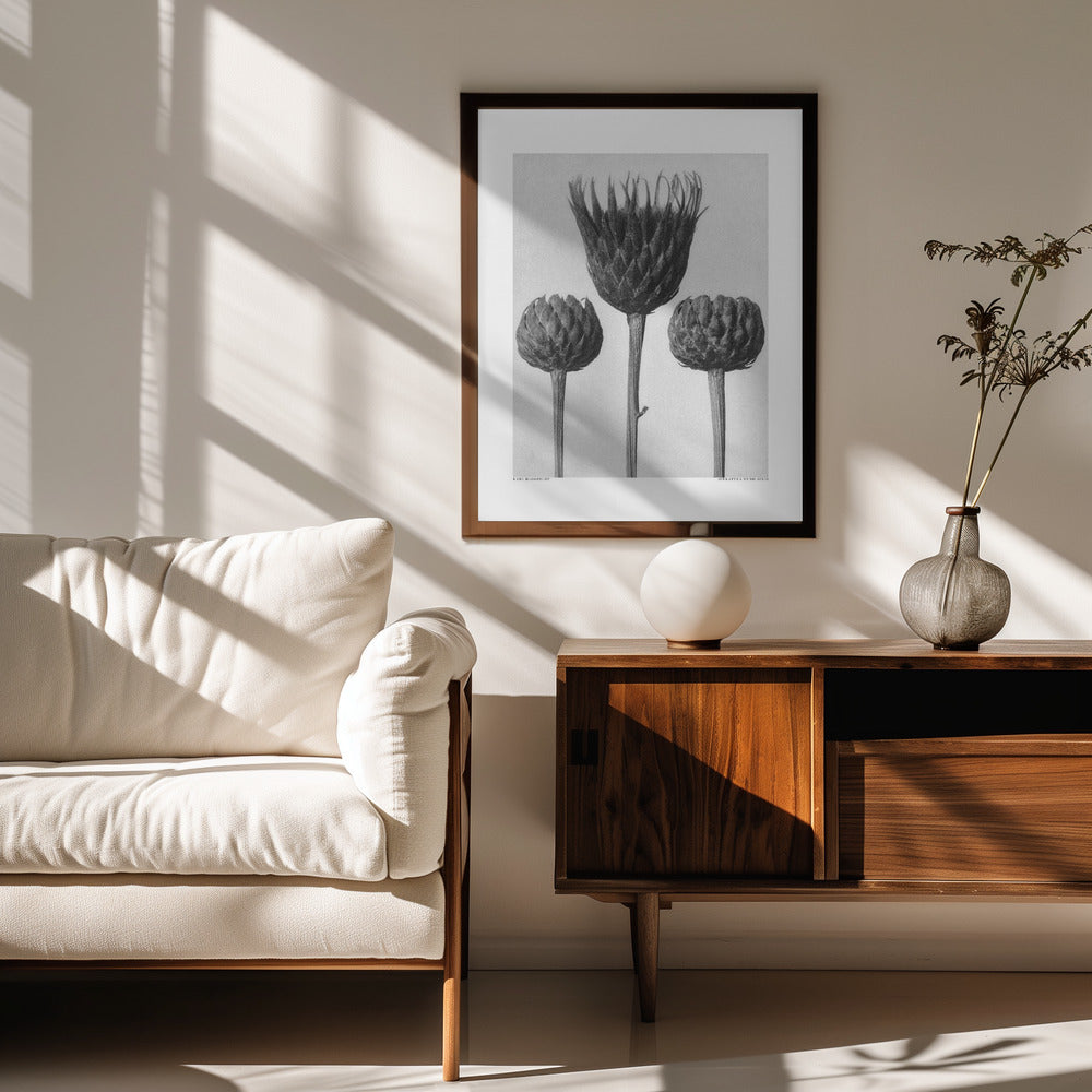 Fine Art Print, Serratula Nudicaulis