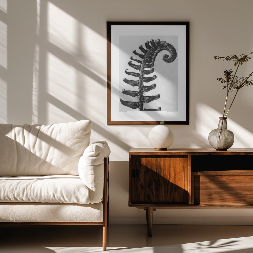 Fine Art Print, Polystichum Munitum