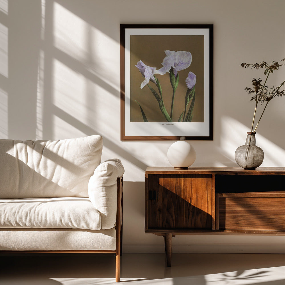 Fine Art Print, Iris Kæmpferi no2