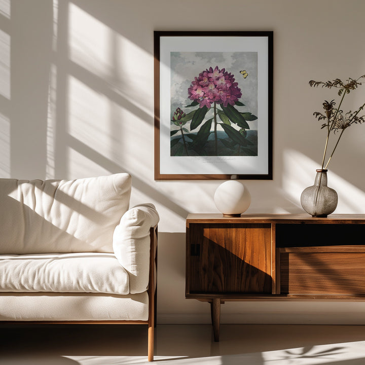 Fine Art Print, The Pontic Rhododendron from The Temple of Flora (1807)