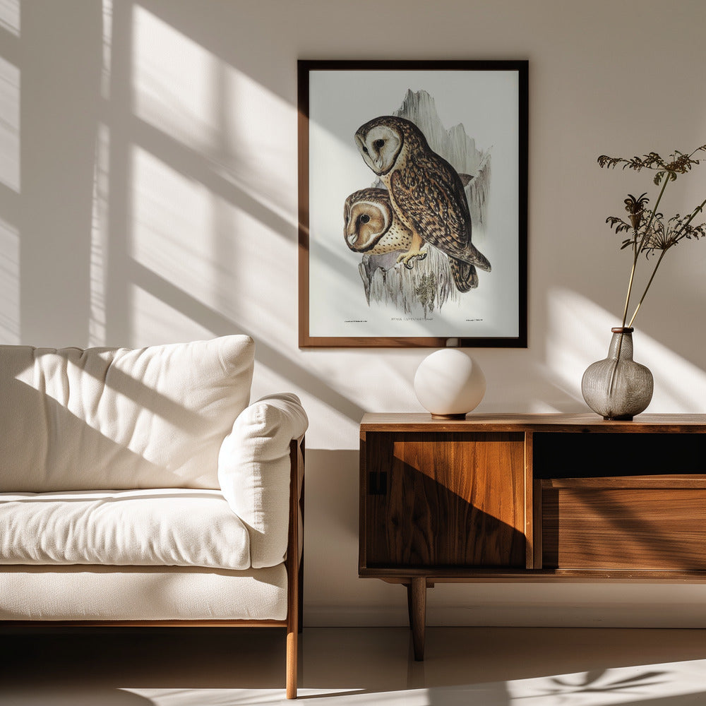 Fine Art Print, Chestnut Faced Owl