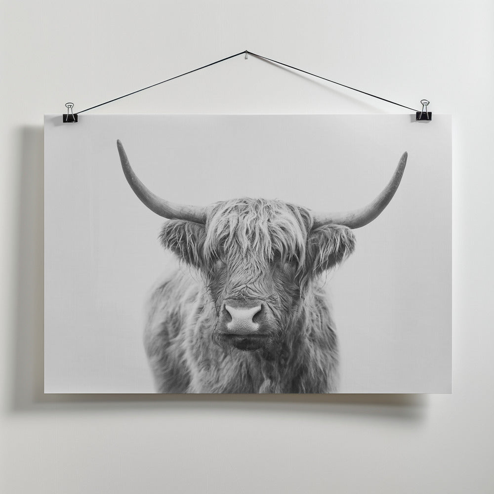 Fine Art Print, Highland Bull