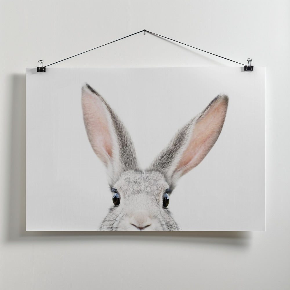 Fine Art Print, Peeking Bunny