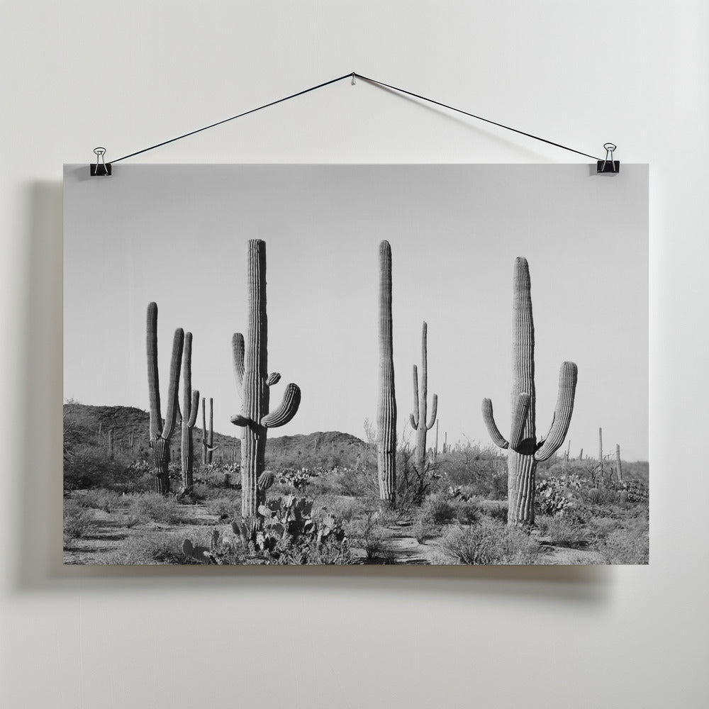 Fine Art Print, Grey Cactus Land