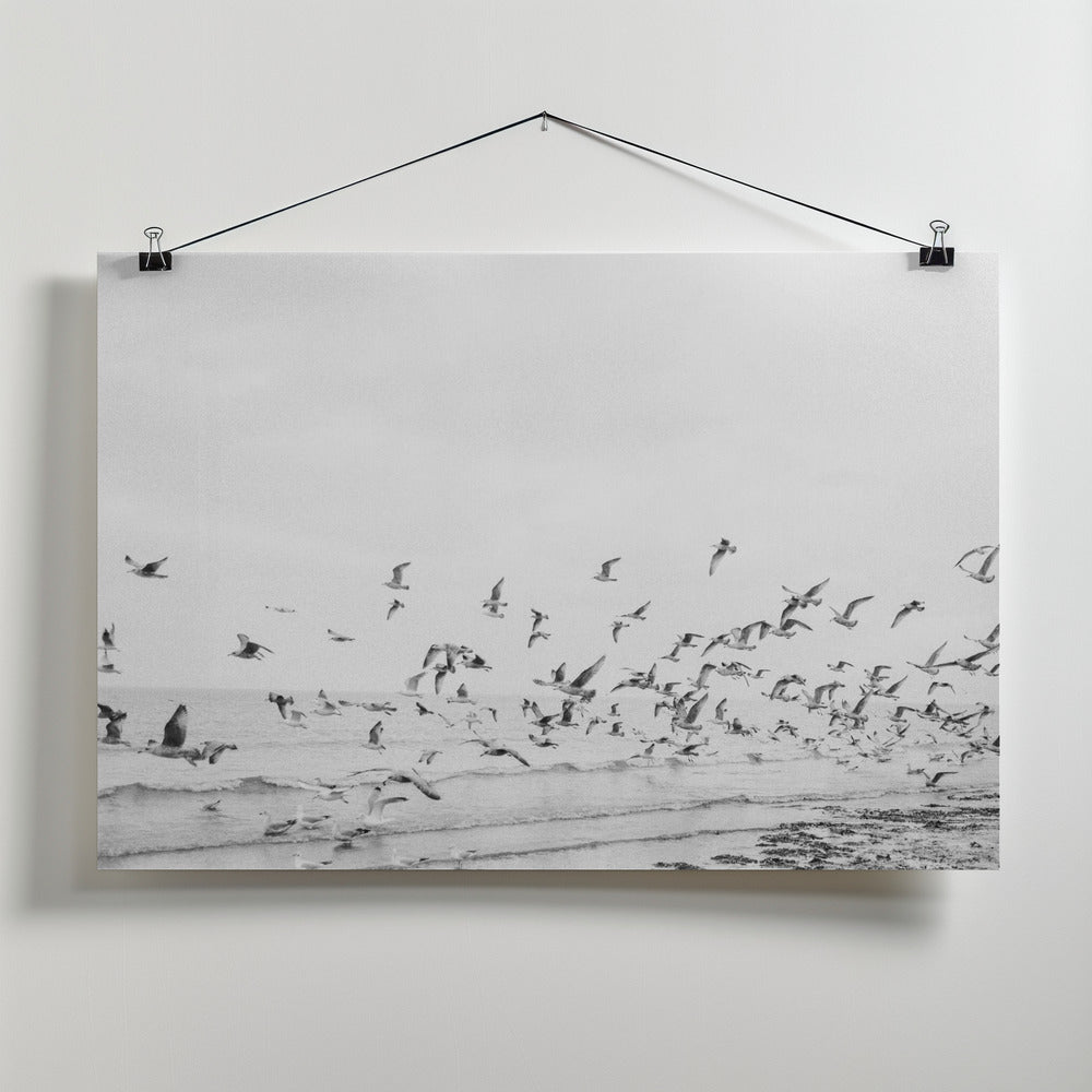 Fine Art Print, Seagulls - Coastal black and white