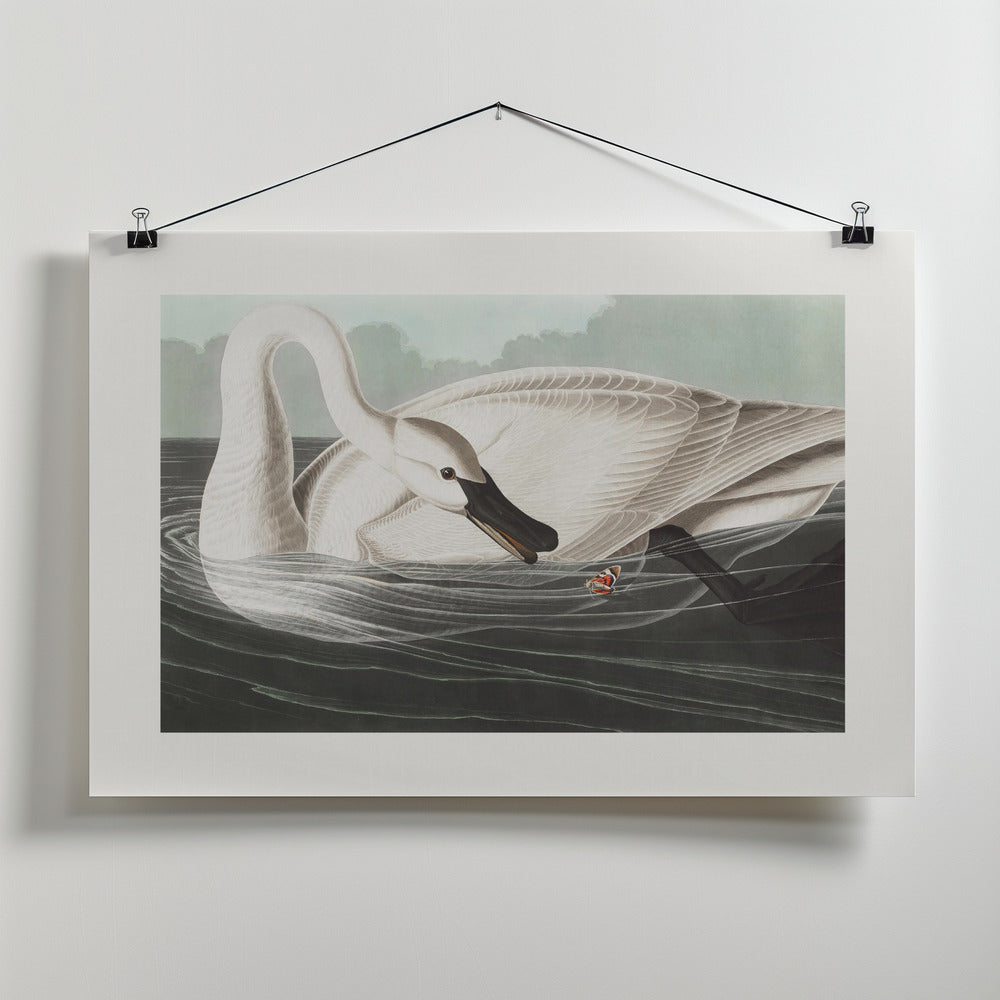 Fine Art Print, Trumpeter Swan From Birds of America (1827)