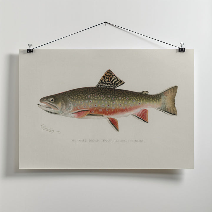 Fine Art Print, Male Brook Trout