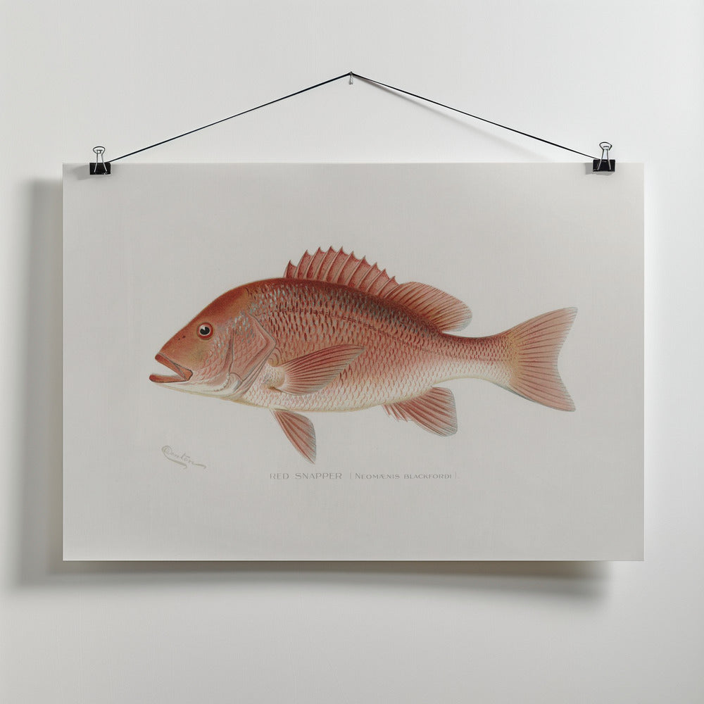 Fine Art Print, Red Snapper