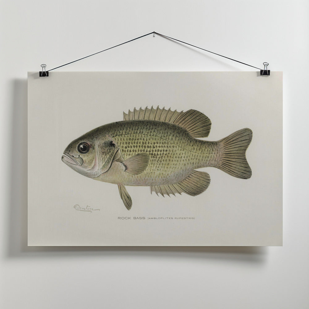 Fine Art Print, Rock Bass (ambloplites Rupestris) By Sherman F. Denton (1856 1937)