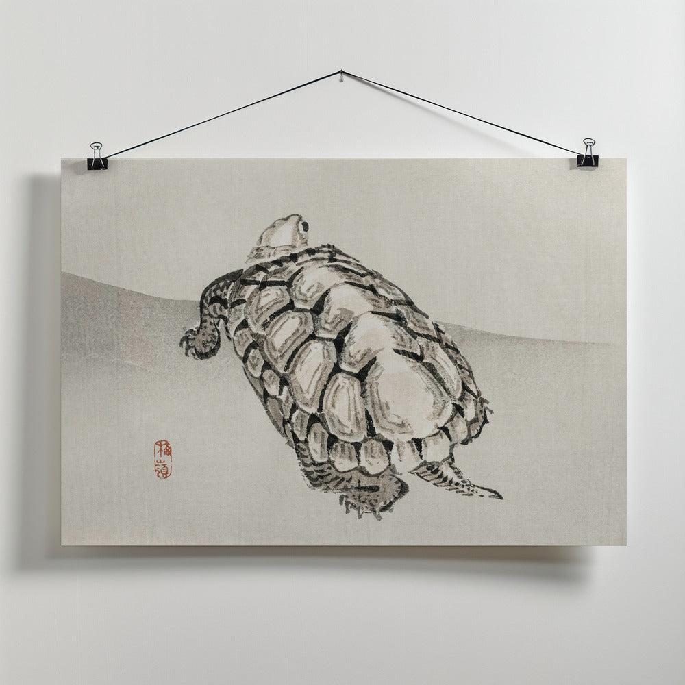 Fine Art Print, Turtle