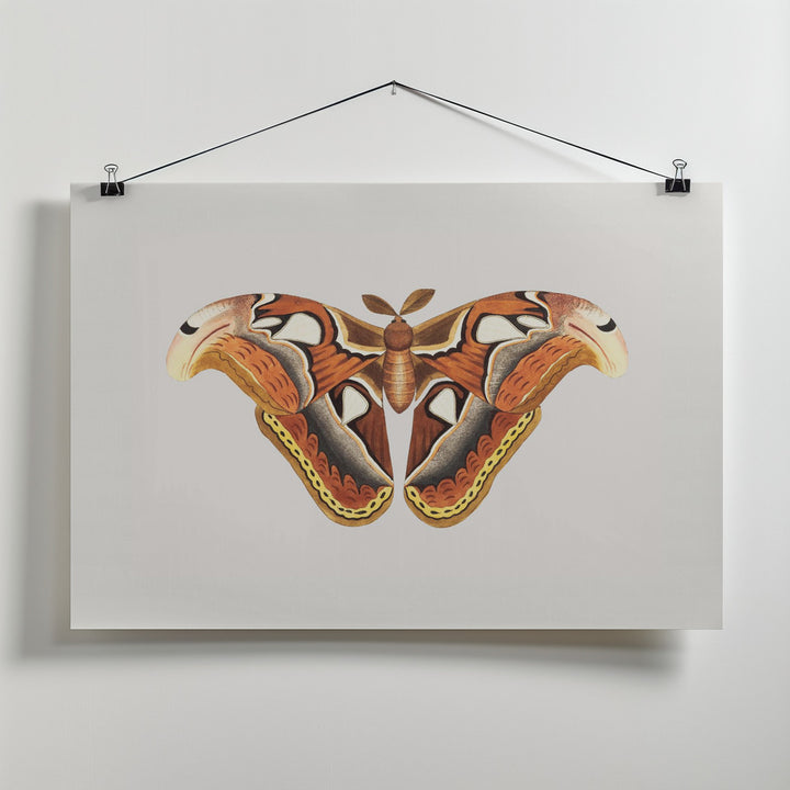 Fine Art Print, Atlas Moth