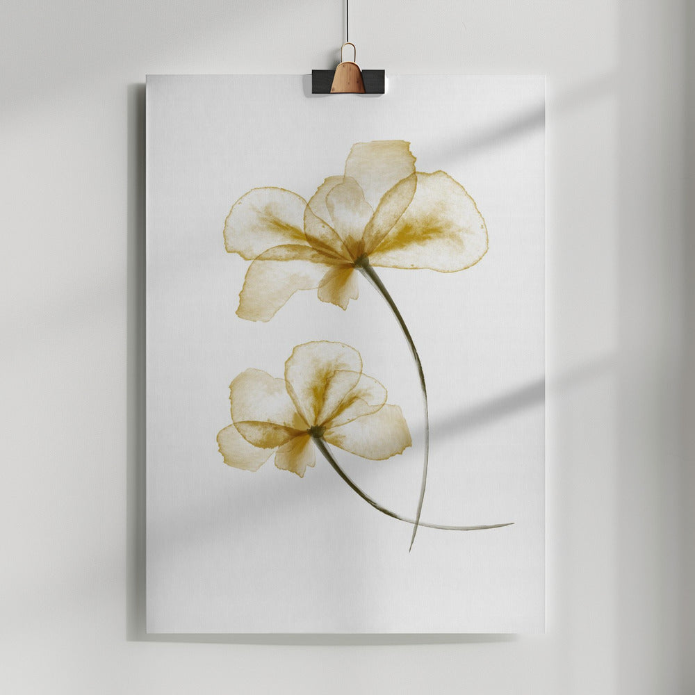 Fine Art Print, Pressed Flowers