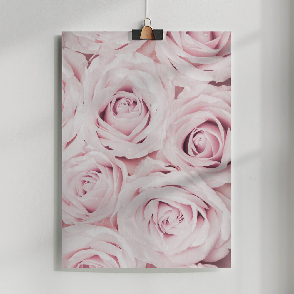 Fine Art Print, Pink Roses No 02