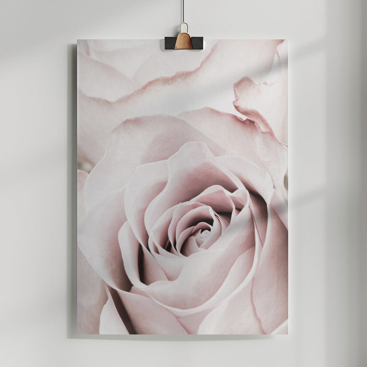 Fine Art Print, Pink Rose No 05