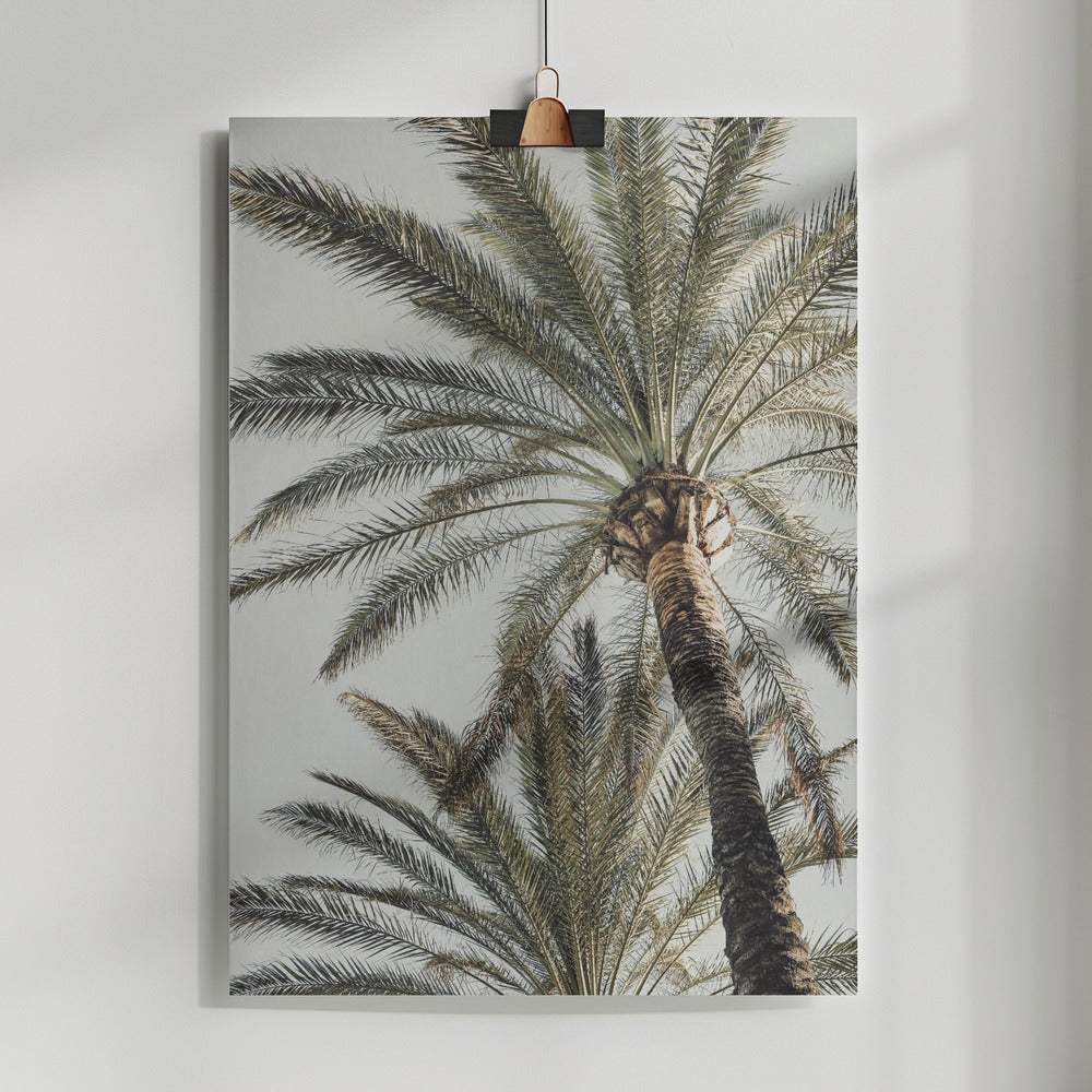 Fine Art Print, Palm_005