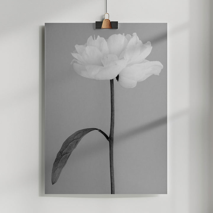 Fine Art Print, Peony 14