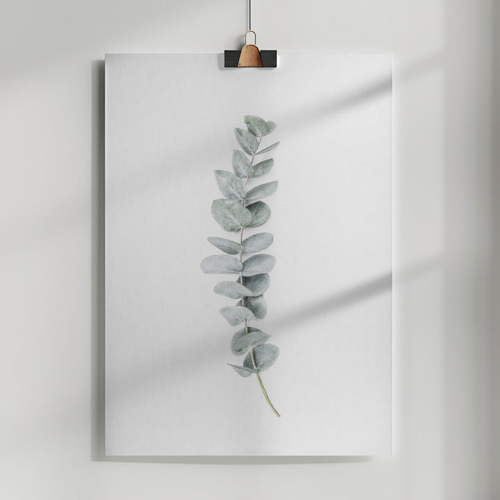 Fine Art Print, Eucalyptus II