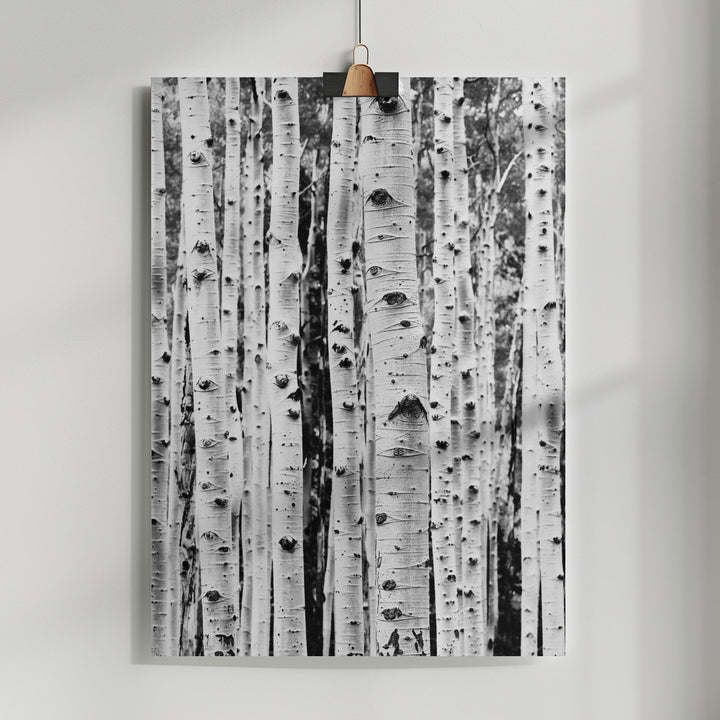 Fine Art Print, Birches