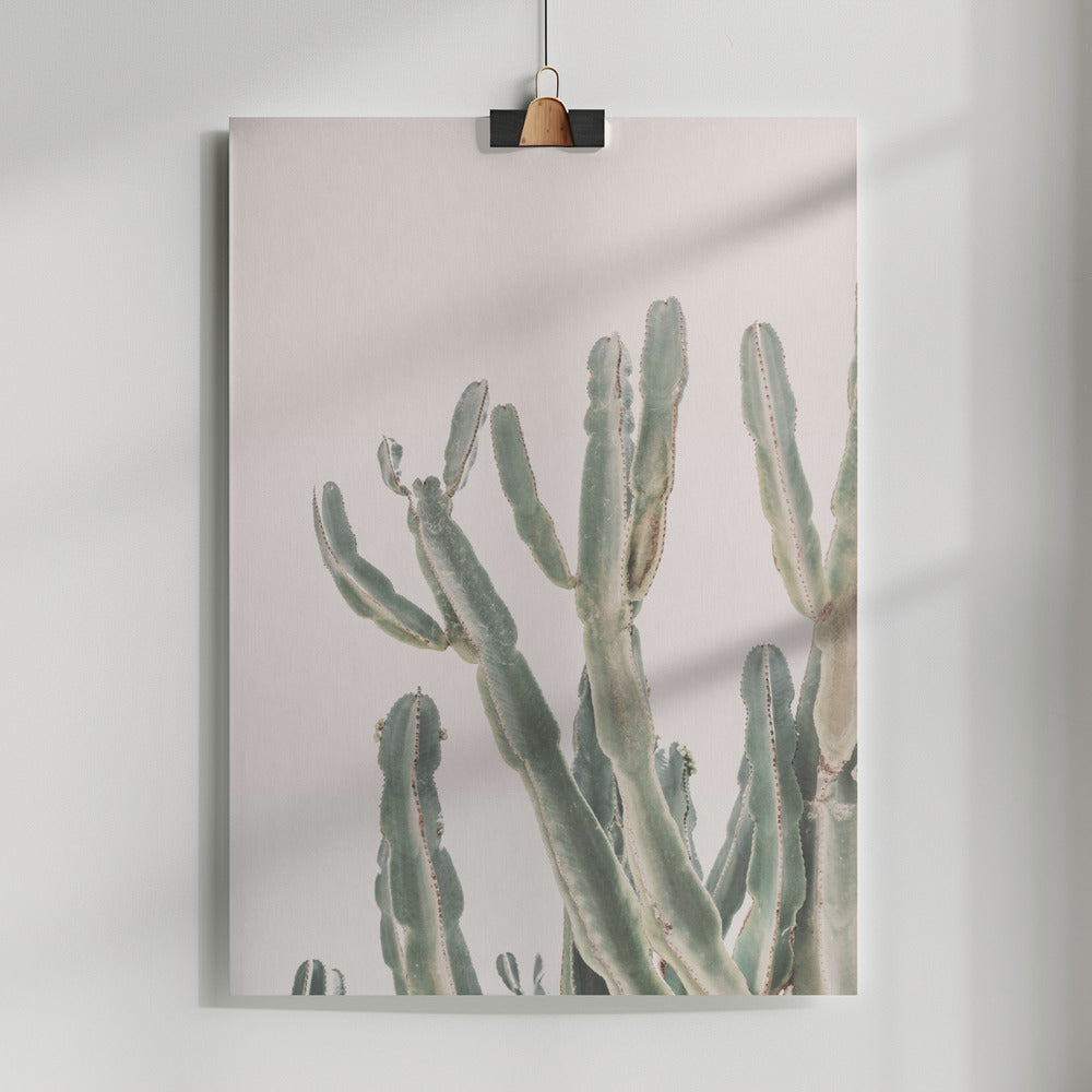 Fine Art Print, Sunrise Cactus