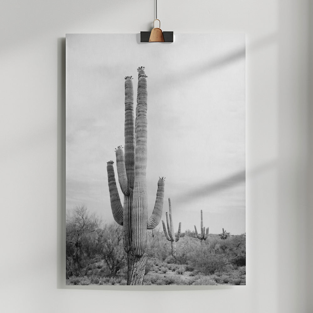 Fine Art Print, Saguaro B&amp;W