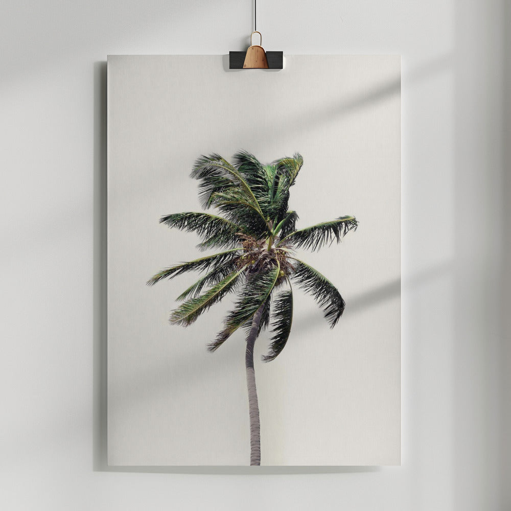 Fine Art Print, Windy Palm Tree