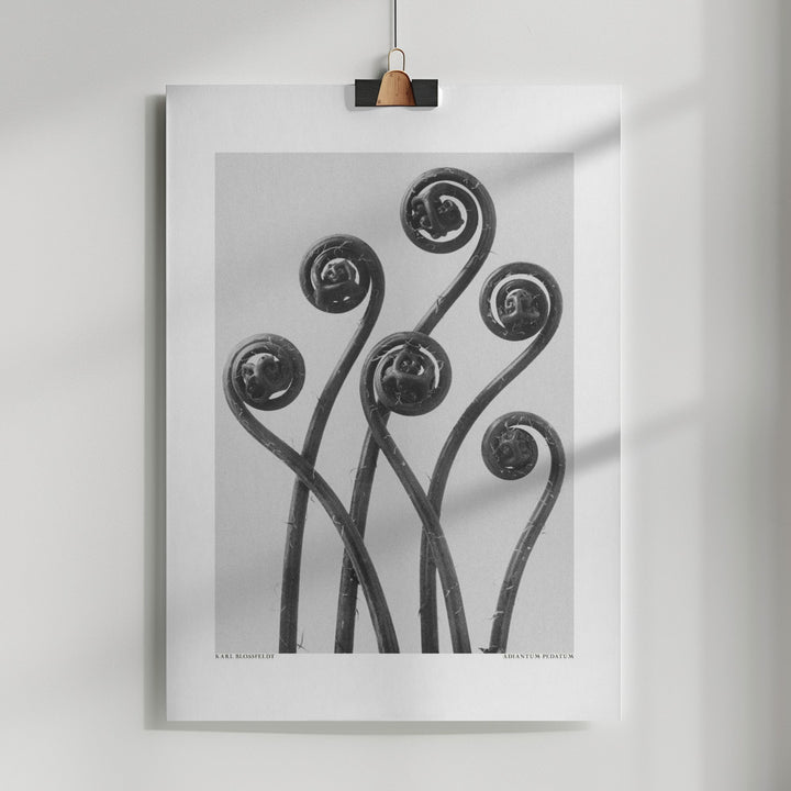 Fine Art Print, Adiantum pedatum