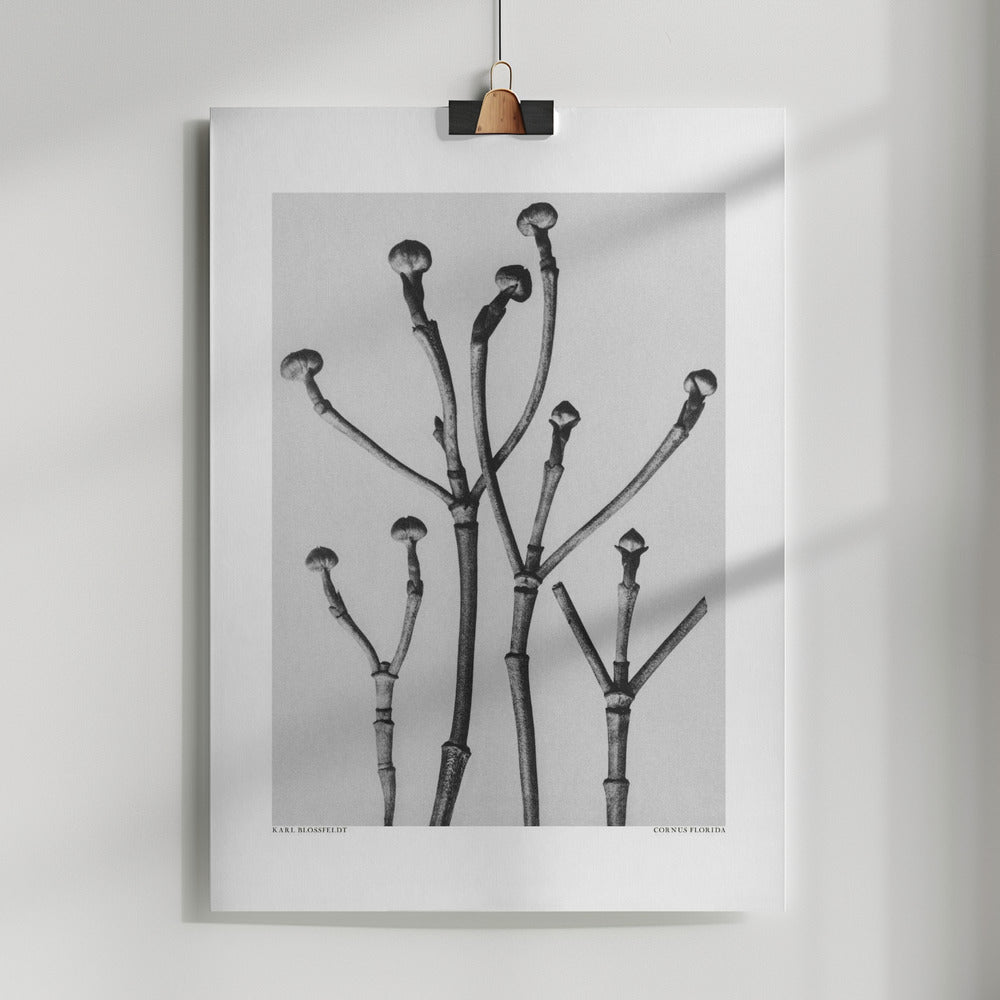 Fine Art Print, Cornus Florida