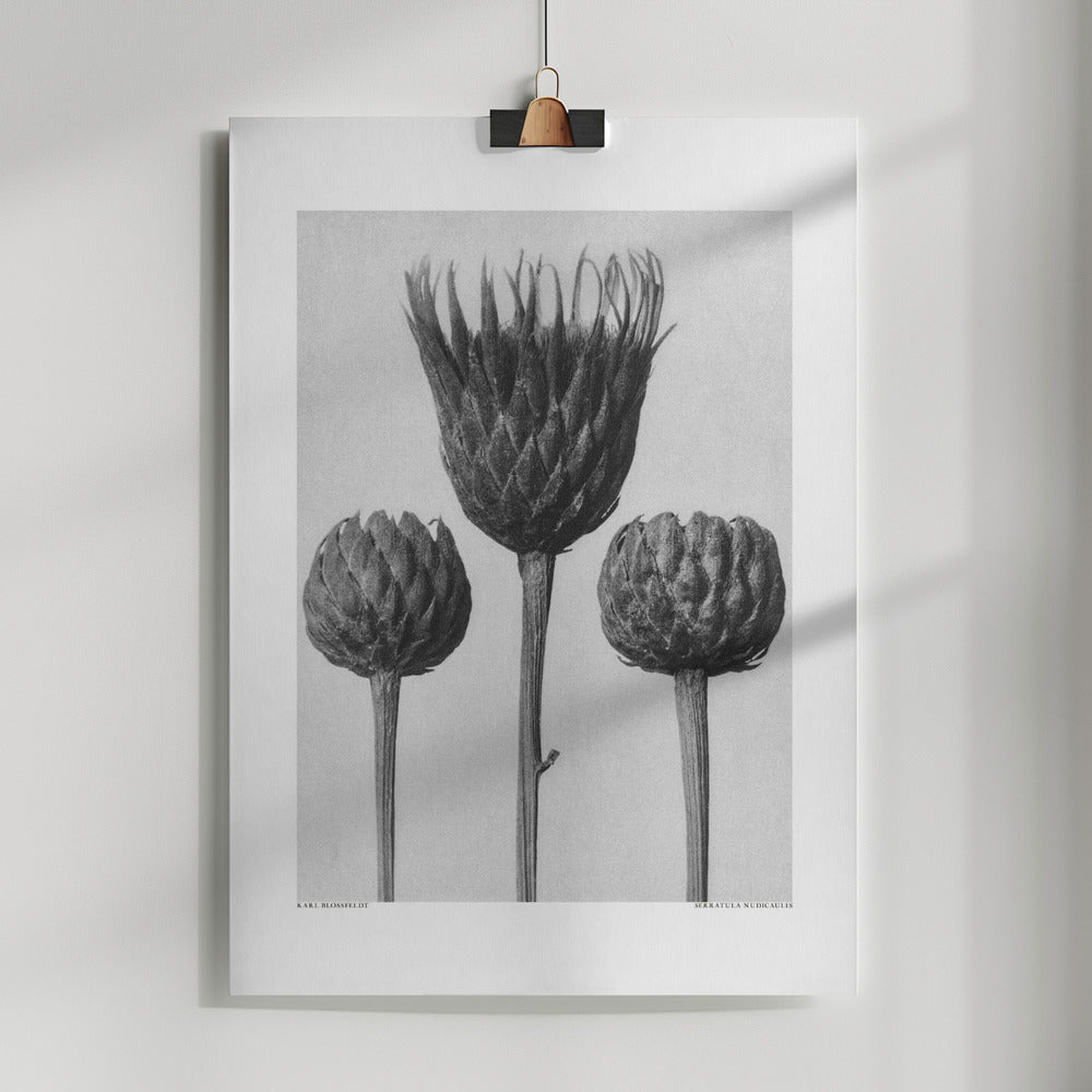 Fine Art Print, Serratula Nudicaulis