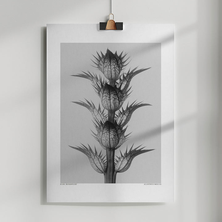 Fine Art Print, Acanthus mollis