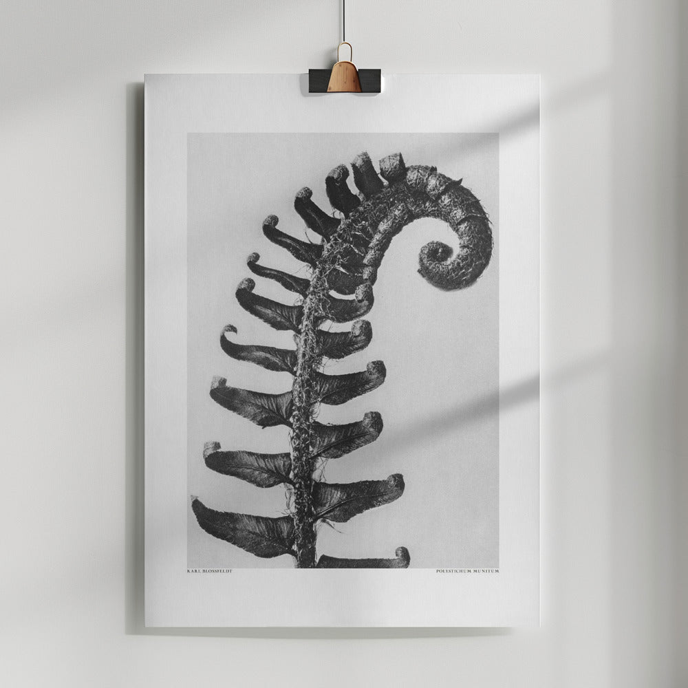 Fine Art Print, Polystichum Munitum