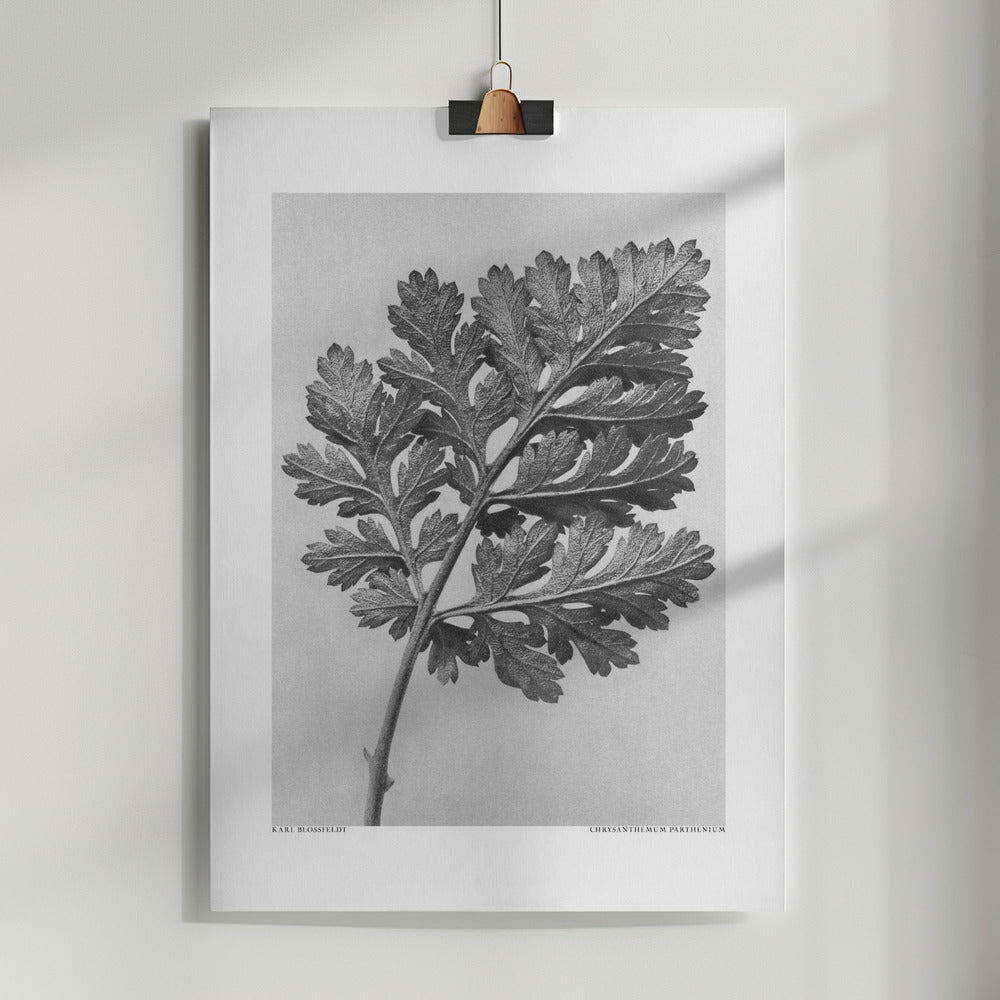 Fine Art Print, Chrysanthemum parthenium