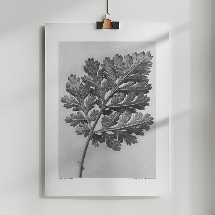 Fine Art Print, Chrysanthemum parthenium