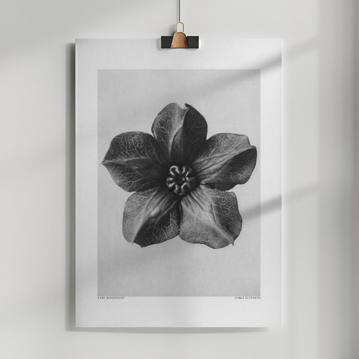 Fine Art Print, Cobaea Scandens