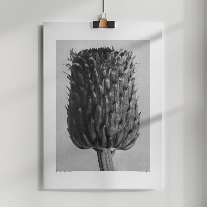 Fine Art Print, Cirsium Canum (Thistle)