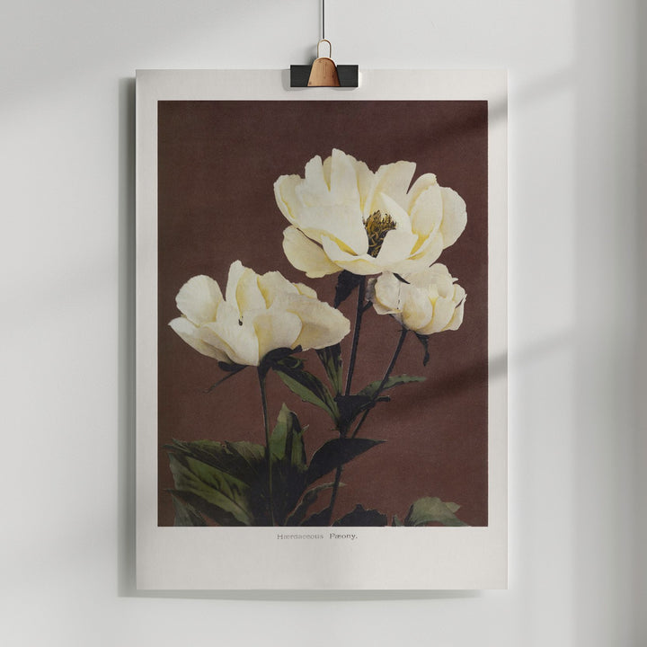 Fine Art Print, Hærdaceous Peony