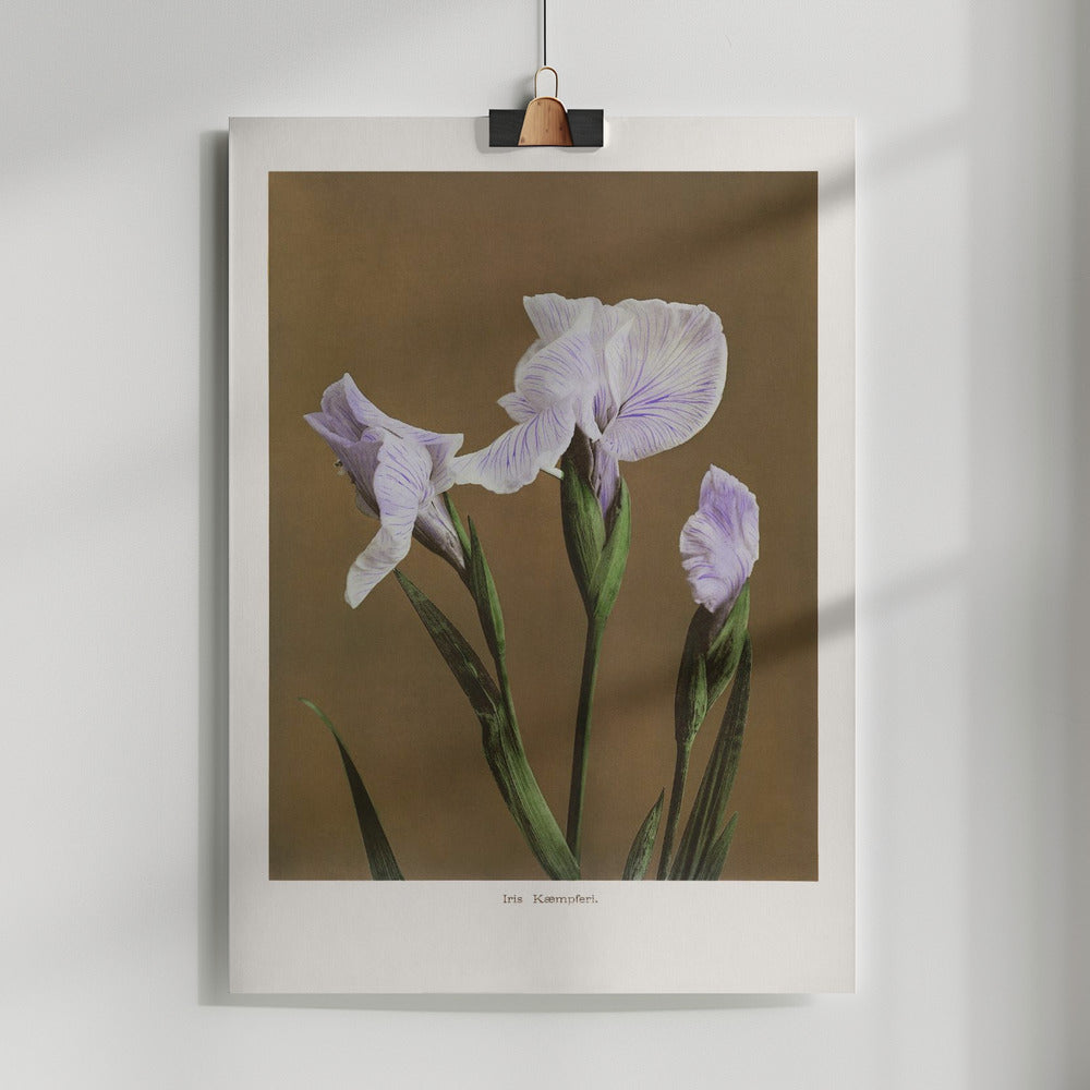 Fine Art Print, Iris Kæmpferi no2