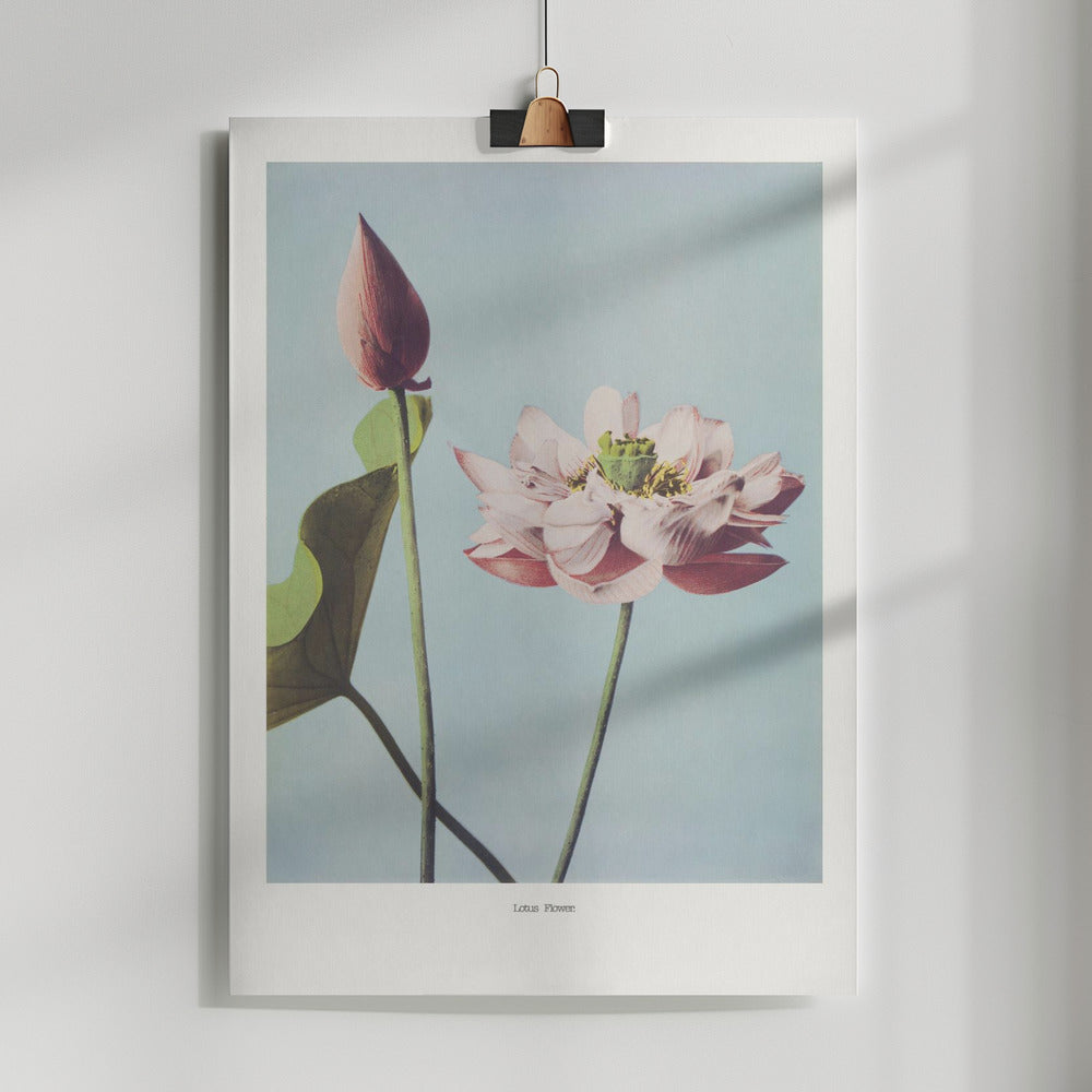 Fine Art Print,  Lotus Flowers