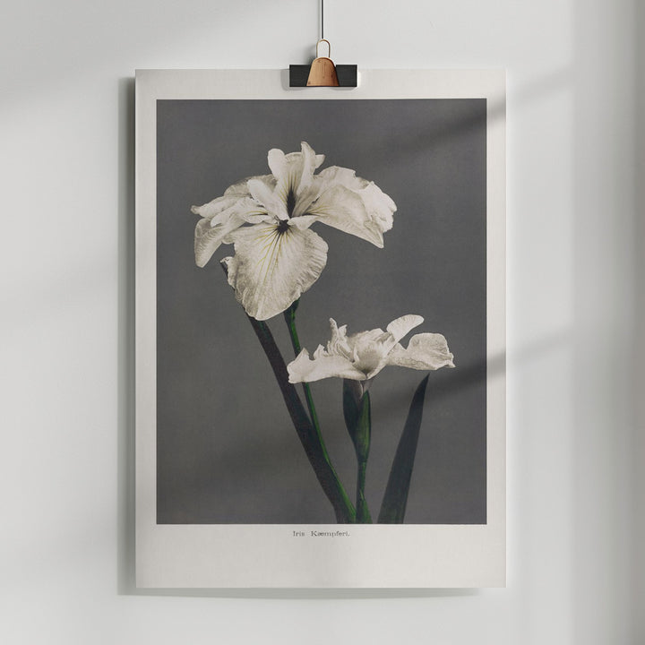 Fine Art Print, Iris Kæmpferi