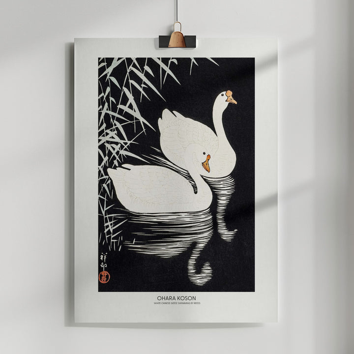 Fine Art Print, White Chinese Geese Swimming by Reeds