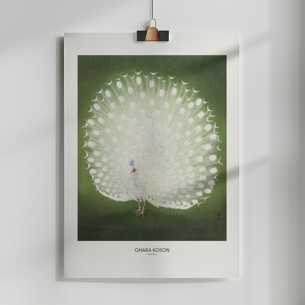 Fine Art Print, Peacock - Wide