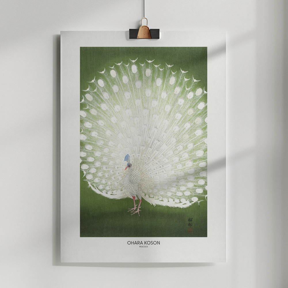 Fine Art Print, Peacock - Cropped