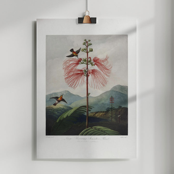 Fine Art Print, Large–Flowering Sensitive Plant from The Temple of Flora (1807)