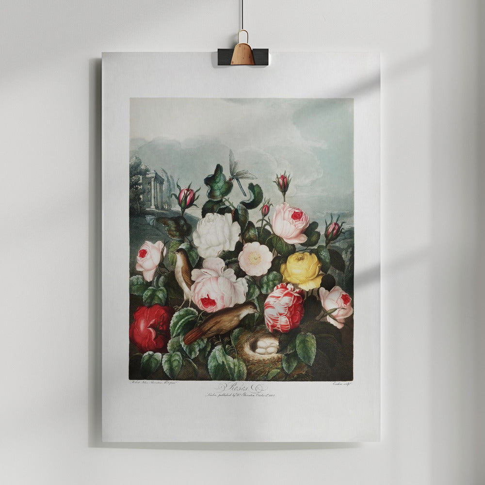 Fine Art Print, Roses from The Temple of Flora (1807)