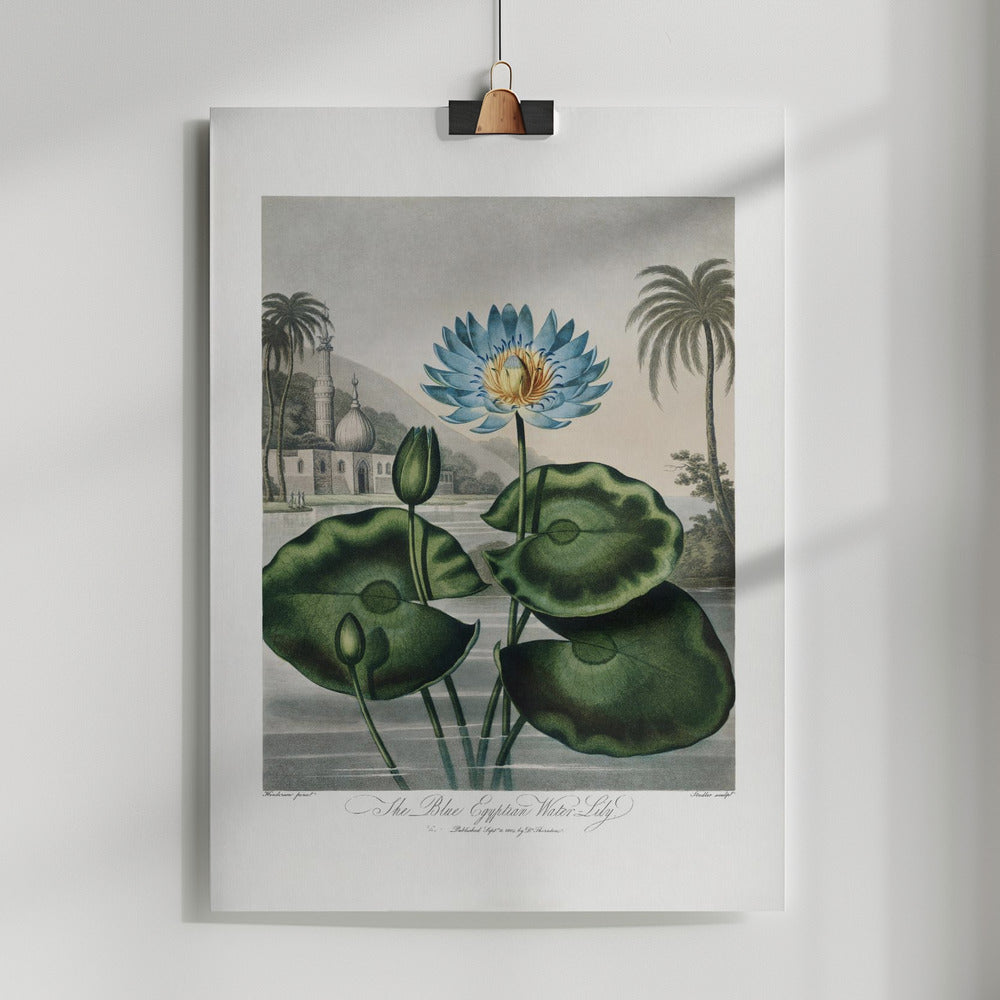 Fine Art Print, The Blue Egyptian Water-Lily from The Temple of Flora (1807)