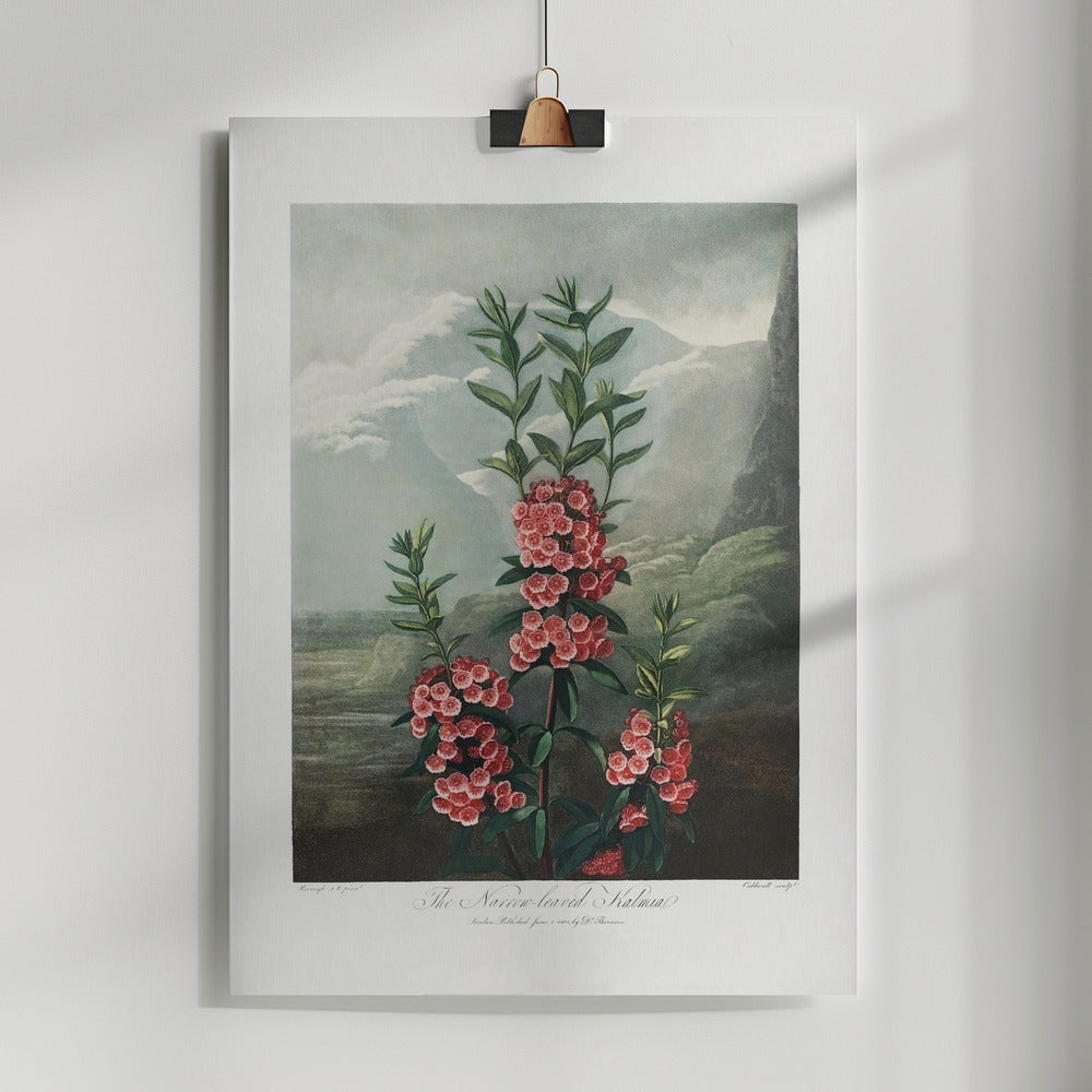 Fine Art Print, The Narrow–Leaved Kalmia from The Temple of Flora (1807)