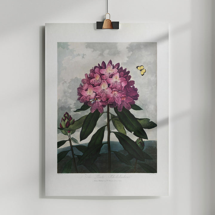 Fine Art Print, The Pontic Rhododendron from The Temple of Flora (1807)