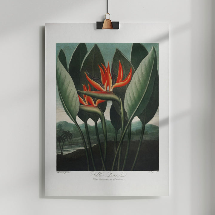 Fine Art Print, The Queen–Plant from The Temple of Flora (1807)