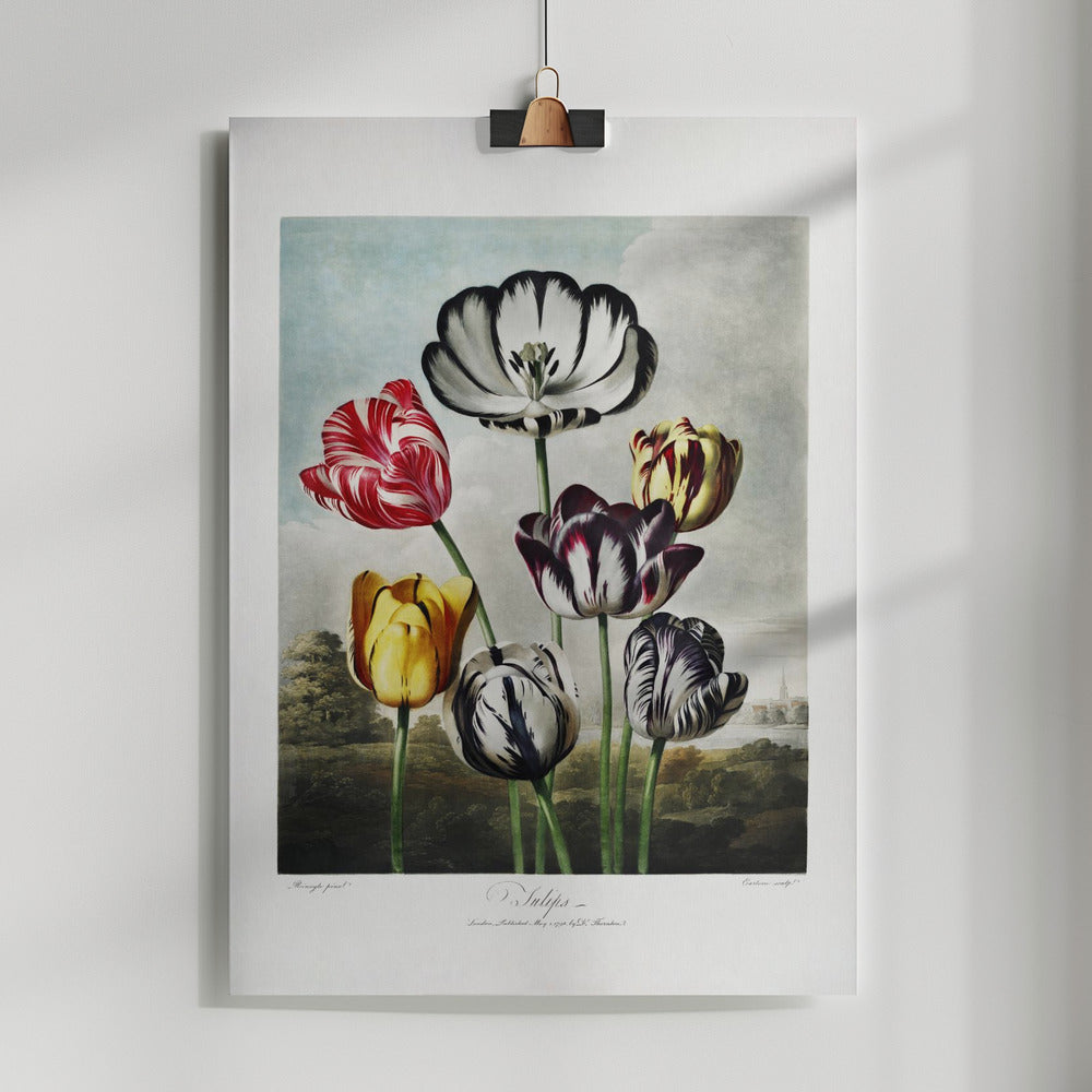 Fine Art Print, Tulips from The Temple of Flora (1807)