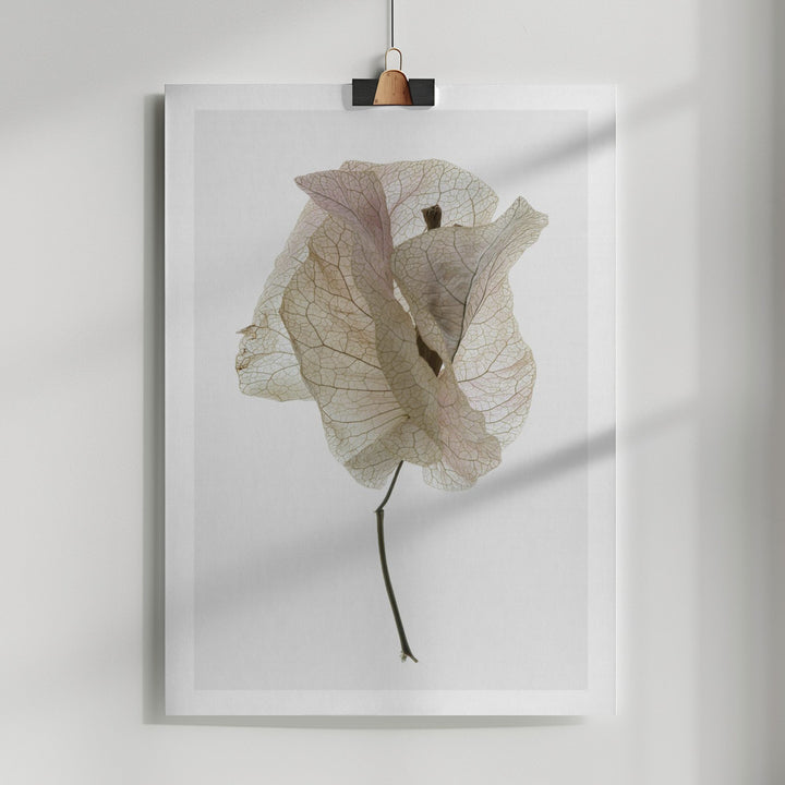 Fine Art Print, Bougainvillea Study No1